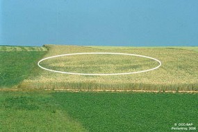 Découvert lors d’une prospection aérienne, le tumulus de Bonfol, Moncevi, était aussi visible au sol. Le cercle décelable dans le champ de blé correspond probablement à une couronne empierrée qui cernait la base de la butte artificielle.