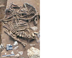 Vue d'ensemble des squelettes des bovinés 1 et 2, enterrés côte à côte.