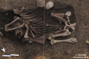 Squelette de poulain découvert dans une fosse au centre d'un bâtiment datant du Moyen Age.