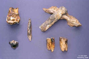 La Bâme de Courtemaîche recelait de nombreux ossements d'animaux de la dernière phase glaciaire: en haut, molaire et fragments d'os long de rhinocéros laineux en partie broyés par l'hyène des cavernes; en bas, dents de lynx, d'ours des cavernes et de cheval.