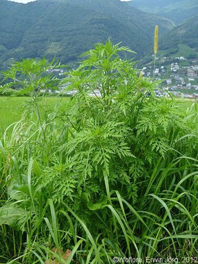 Plante entière 