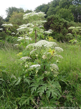 Berce de Caucase poussant au sein d'une prairie, les inflorescences blanches sont nombreuses, les feuilles sont grandes et divisées en 3 
