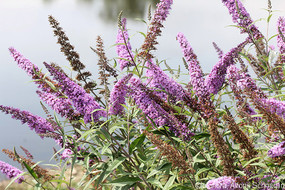 Plusieurs inforescences de buddléia sont visibles, elles sont toutes en fleurs, les fleurs sont mauve-lila