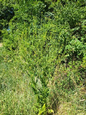 Bunias d'Orient poussant à la lisière entre une prairie et la forêt. La plante est grande (150 cm), on aperçoit les feuilles vert foncé, il reste quelques fleurs jaunes au bout des inflorescences