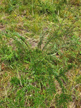 Buisson de cotonéaster au sein d'un pâturage. Les branches principales se dressent et s'arquent au bout. Les rameaux secondaires sont sur le même plan que les branches principales.