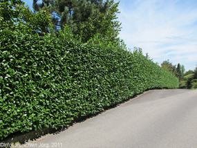Haie de laurier-cerise, un usage typique des jardins mais a pour conséquence de créer des déserts écologiques.