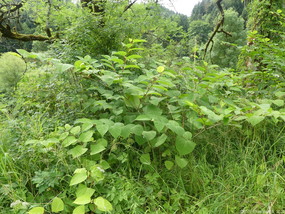 Renouée au sein d'une forêt sur les berges du Doubs, on aperçoit la renouée grâce a ses grandes feuilles en forme de cœur atténué à la fin du pétiole.