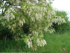 Au sein d'une haie un robinier est en fleur, il porte de multiple grappe de fleurs blanches