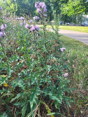 Chardon poussant dans un parc. Les fleurs sont visibles et nombreuses. Les feuilles sont vert sombre et bordées d'épines 