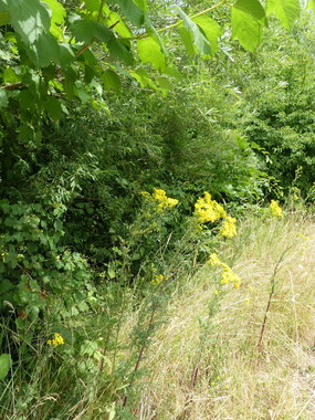 Séneçons poussant au bord d'une haie, les plantes font environ 50 centimètres de haut et sont toutes en fleur. Les fleurs ont des pétales jaunes et le centre orange.