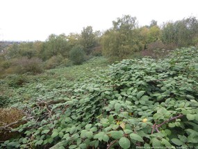La photo représente un espace naturel ouvert, on aperçoit quelques arbres au second plan. Au premier plan, un recouvrement quasi-complet du sol par la ronce d'Arménie est visible et forme un fourré dense. 