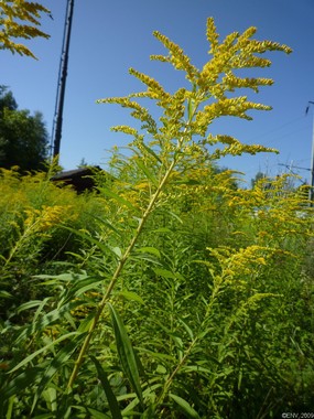 On aperçoit sur la photo un solidage en fleur. Son inflorescence se compose de grandes gerbes de fleurs jaune vif. Les feuilles sont fines et vertes. 