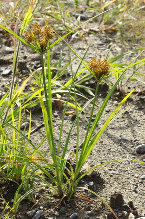 Plant de souchet poussant sur de la terre nue. On reconnait le souchet à ses feuilles vert clair et son inflorescence qui semble pousser à la perpendiculaire. 