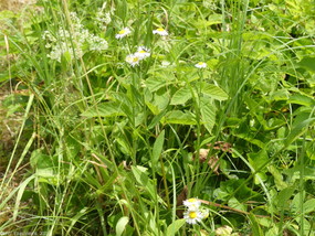 La photo présente une prairie avec diverses plantes hautes. Des plants de vergerette poussent au travers des autres espèces, elles sont toutes en floraison et portent plusieurs de leurs fleurs blanches avec le centre jaune.