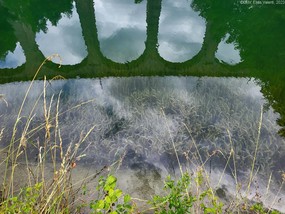 Elodée colonisant un plan d'eau, on aperçoit sous la surface une densité importante d'élodée poussant proche de la rive.