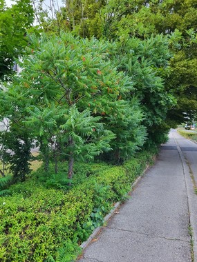 Un Sumac pousse dans une haie basse, probablement planté pour des fins décorativers. Un chemin goudronné passe à côté. 