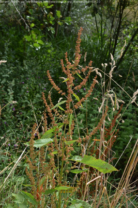 Un rumex est en fleur, celles-ci se reconnaissent par leur couleur rouge et leur position verticille autour de la tige et des tiges secondaires, â l'arrière fond une haie ou la lisère d'une forêt est visible.