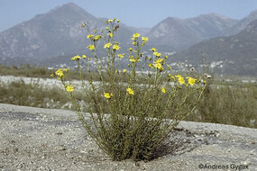 Sénéçon sud-africain (Senecio inaequidens)