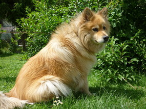 Photo d'un chien assis dans l'herbe