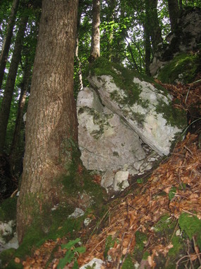 Exemple de blocs instables retenus par les arbres (Soubey)