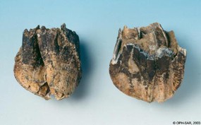 Dent de rhinocéros laineux découverte à Alle, Noir Bois datant de 28'000 ans.