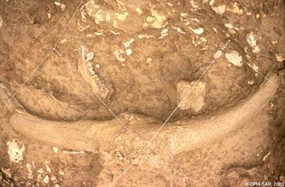 Vue d'un crâne de bison des steppes avec les chevilles osseuses supportant les cornes.