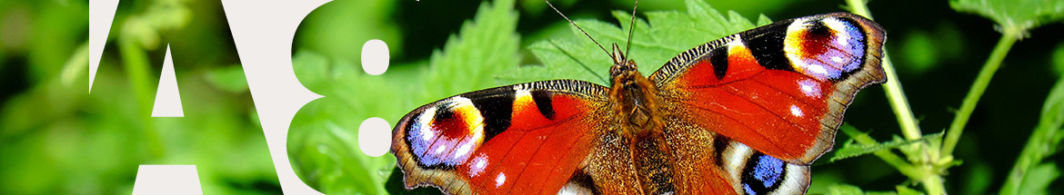 Action 8 - Papillons - Image décorative
