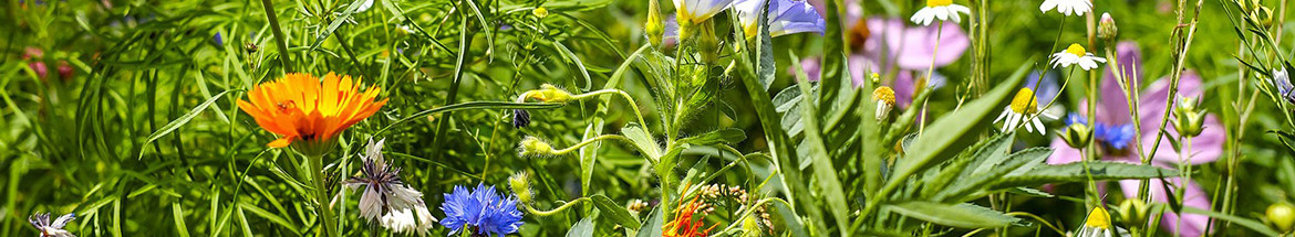 Jardins vivants - Bannière d'accueil - Lien vers la page d'accueil